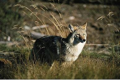 斜45度视角动作射击游戏《射戮骑士》Steam页面 年内发售