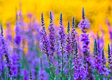 卡普空可爱萝莉新作《虚实万象》没死 仍在开发中